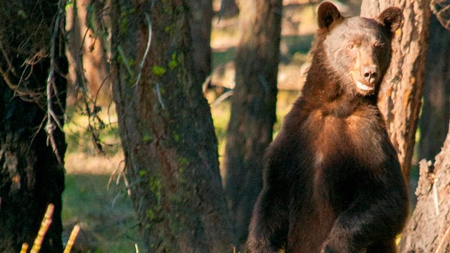 A black bear standing in a meadow.